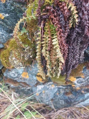 Dryopteris fragrans