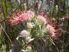 Leucospermum wittebergense