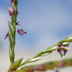 Cynodon dactylon