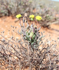Crassothonna protecta