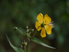 Abutilon persicum