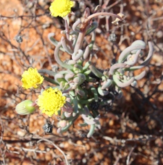 Crassothonna protecta