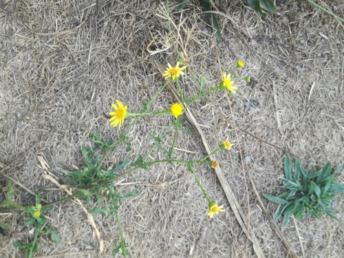 Jacobaea erratica (Jacobaea erratica)