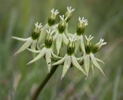 Asclepias eminens