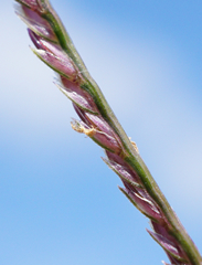 Cynodon dactylon