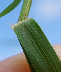 Cynodon dactylon