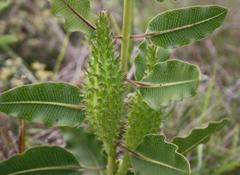 Xysmalobium confusum