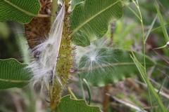 Xysmalobium confusum