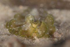 Pseudobiceros kryptos