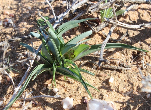 Colchicum albomarginatum