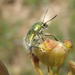 Furry Grassland Leaf Beetles - Photo (c) Nicola van Berkel, some rights reserved (CC BY-SA), uploaded by Nicola van Berkel