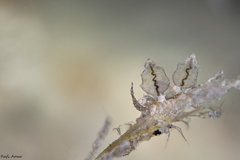 Eubranchus mandapamensis