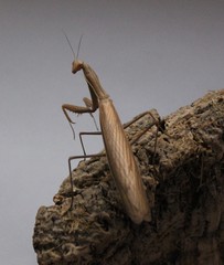 Mantis religiosa