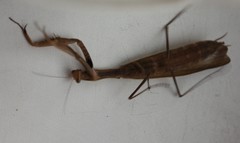 Mantis religiosa