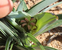 Colchicum albomarginatum