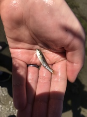 Fundulus parvipinnis