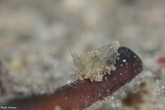 Eubranchus mandapamensis