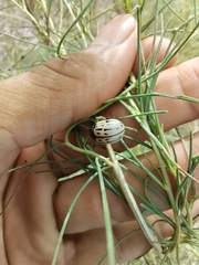 Leptinotarsa lineolata