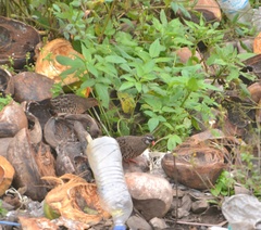 Perdicula erythrorhyncha