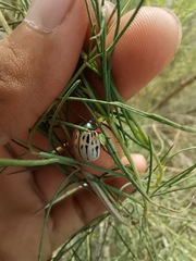 Leptinotarsa lineolata