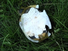 Testudo hermanni boettgeri