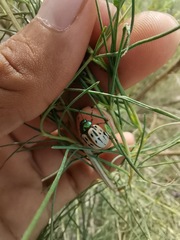 Leptinotarsa lineolata