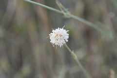 Cephalaria leucantha