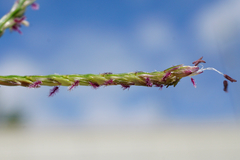 Cynodon dactylon