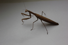 Mantis religiosa