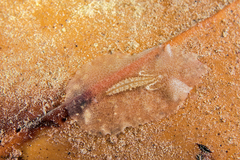 Planoceridae