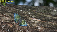 Dichorragia nesimachus