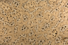 Pardachirus marmoratus