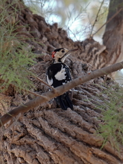 Dendrocopos syriacus