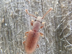 Silvanus muticus