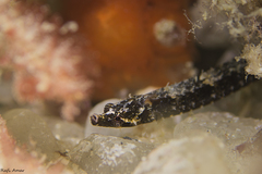 Kampen's Pipefish photo 3