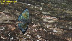 Dichorragia nesimachus