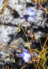 Lobelia setacea