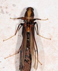 Atractocerus brevicornis