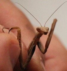 Mantis religiosa