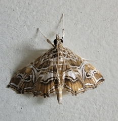 Paracymoriza