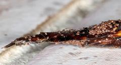 Atractocerus brevicornis