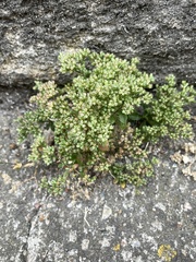 Polycarpon tetraphyllum
