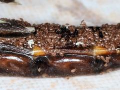 Atractocerus brevicornis