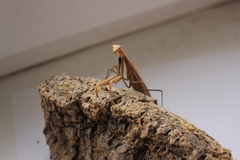 Mantis religiosa
