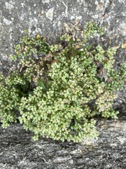 Polycarpon tetraphyllum