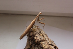 Mantis religiosa