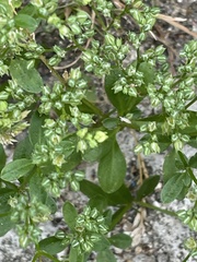 Polycarpon tetraphyllum