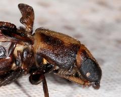 Atractocerus brevicornis