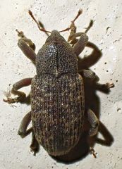 Zascelis irrorata