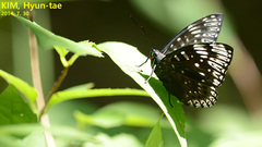 Dichorragia nesimachus